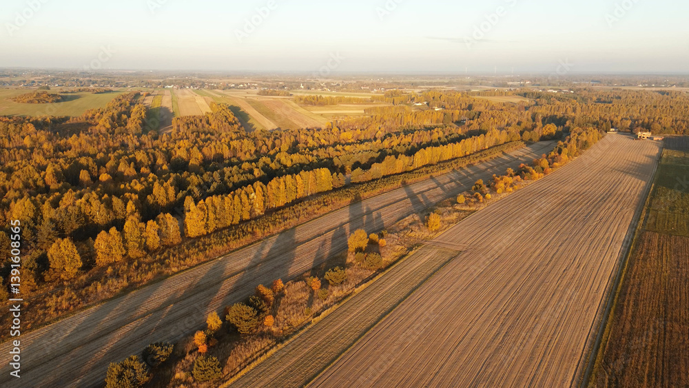 Scenic aerial view of autumn forest