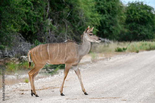 African kudu walking through thicket — animal of Africa

