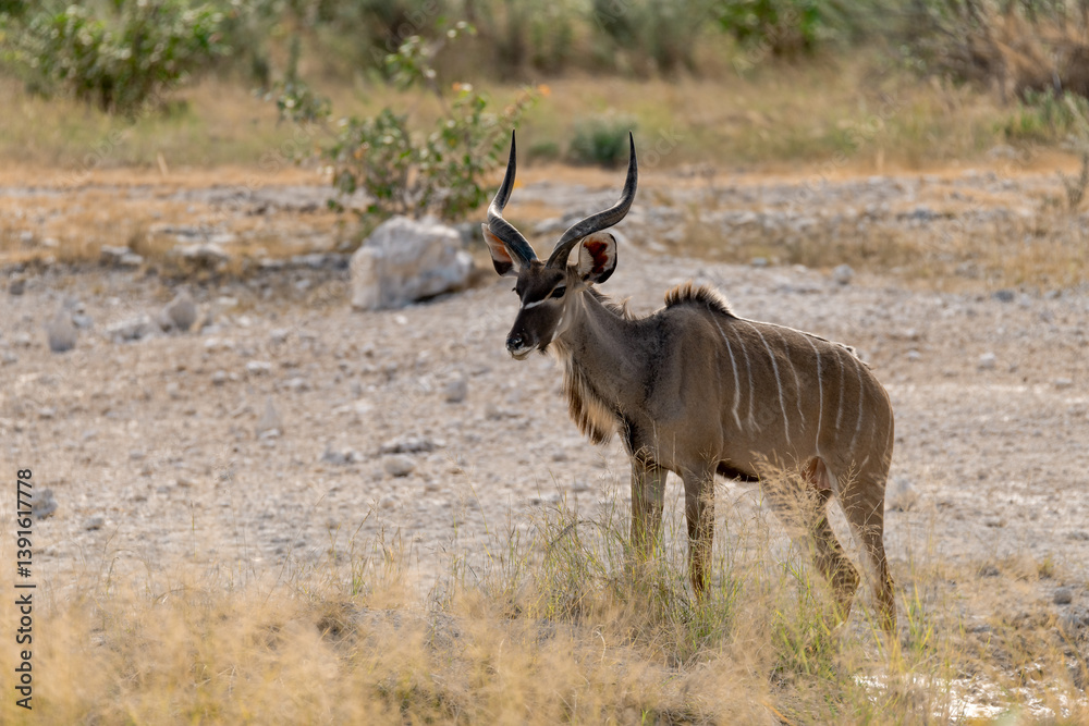 Fototapeta premium African kudu walking through thicket — animal of Africa