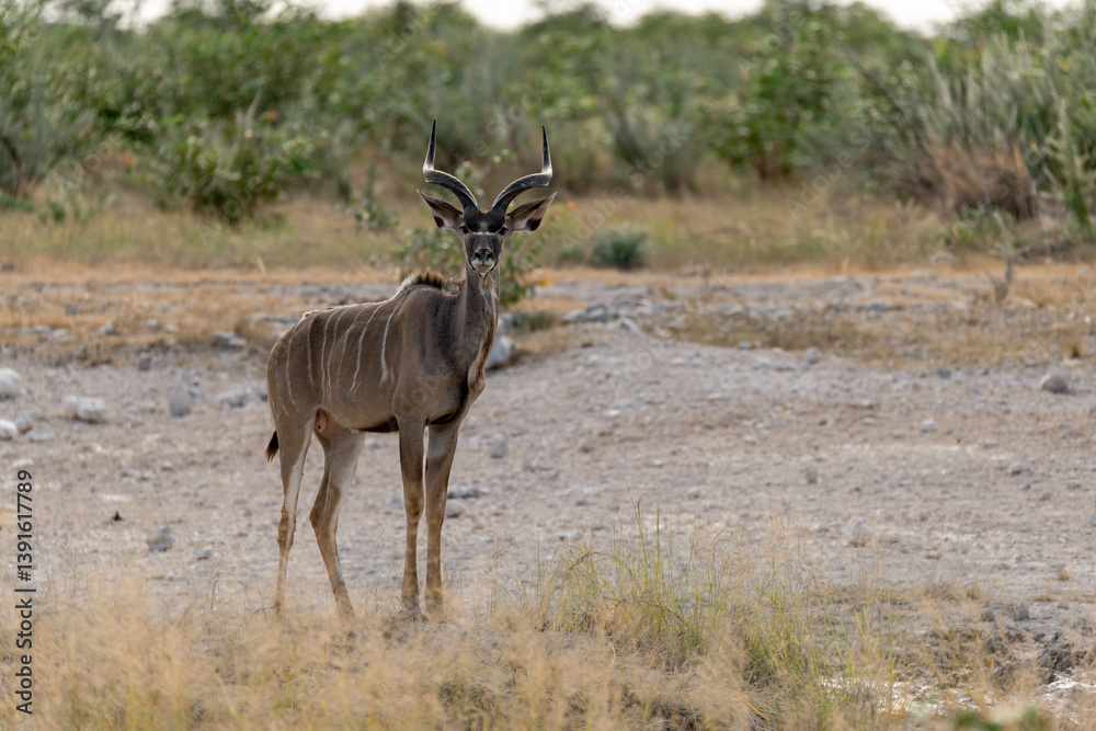 Fototapeta premium African kudu walking through thicket — animal of Africa 