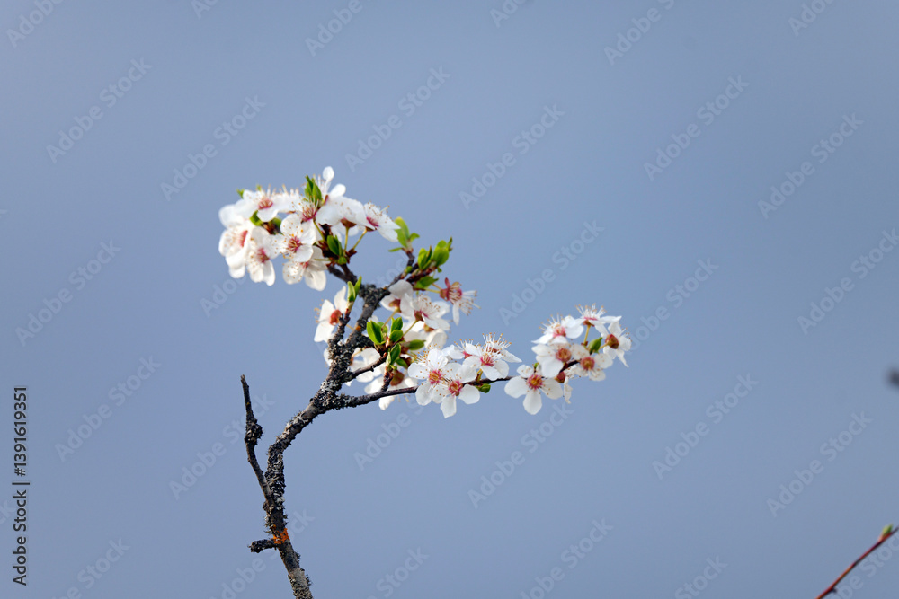 A close-up of blooming white cherry blossoms on a tree branch against a soft, vibrant green background. The image captures the essence of spring with delicate petals and fresh young leaves, A close-up of blooming white cherry blossoms on a tree branch against a soft, vibrant green background. The image captures the essence of spring with delicate petals and fresh young leaves,