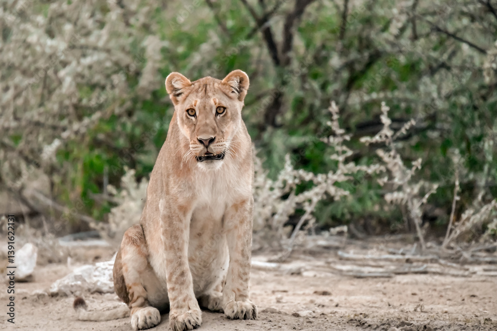 Obraz premium Lion Family with Cubs – African Wildlife - Animal of Africa