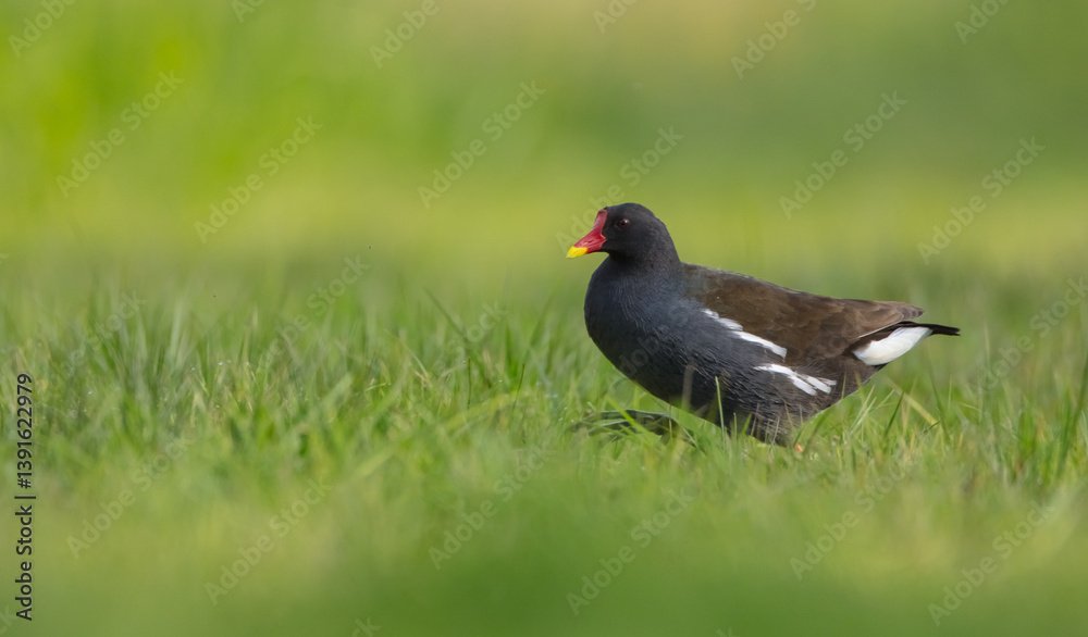 The common moorhen - adult bird in spring The common moorhen - adult bird in spring