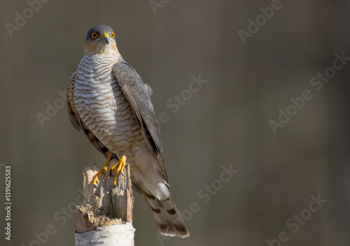 Eurasian Sparrowhawk - adult male at the wet forest in spring