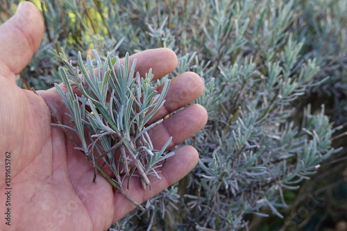 man holds lavender branches for cutting, lavender propagation by cuttings