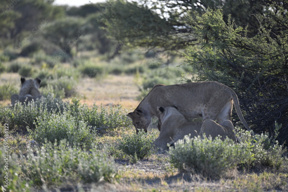 Fototapeta premium lioness in the savannah, Animal of africa