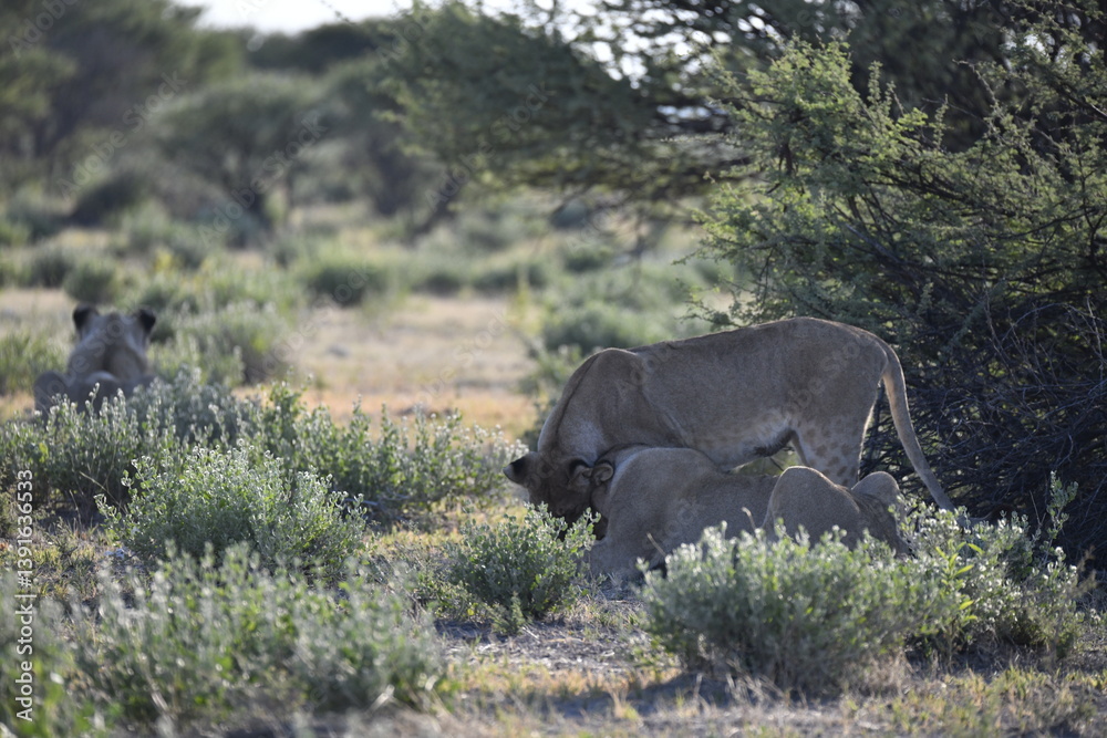 Fototapeta premium lioness in the savannah, Animal of africa