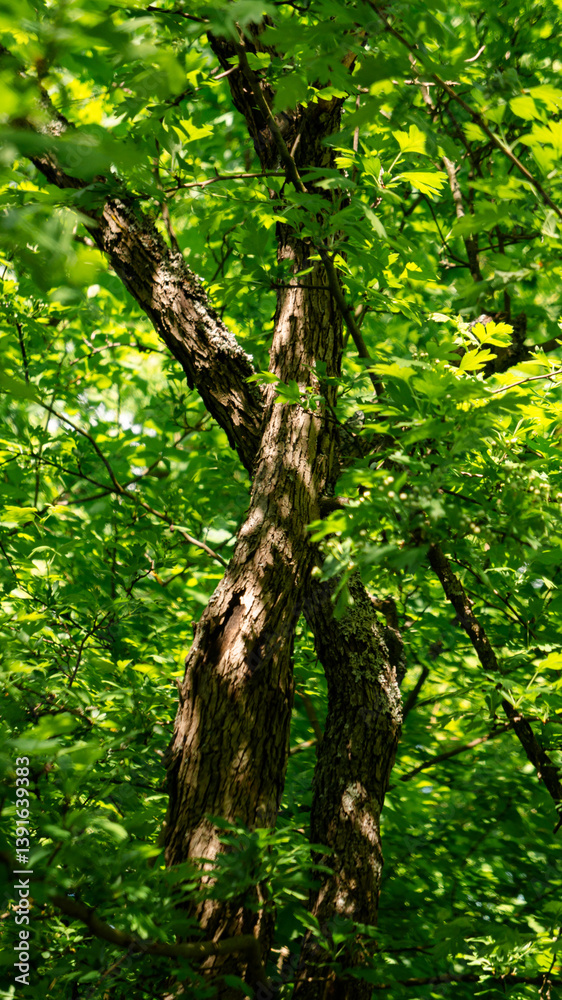 Obraz premium Two crossed trees in the forest