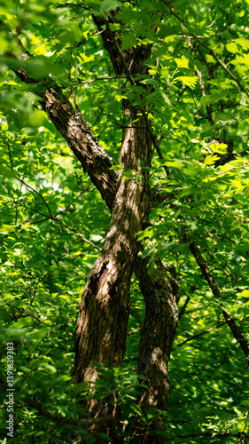 Two crossed trees in the forest