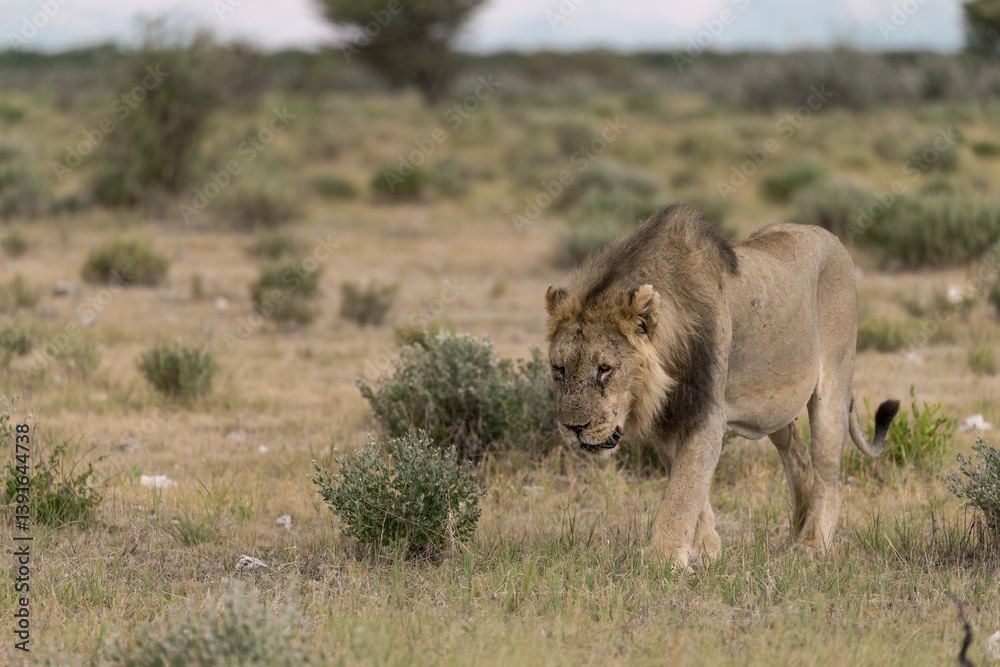 Fototapeta premium Lion Family with Cubs – African Wildlife - Animal of Africa