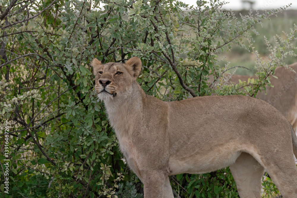 Naklejka premium Lion Family with Cubs – African Wildlife - Animal of Africa