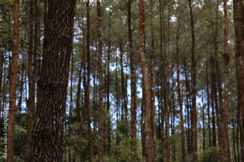 photo of pine forest in the highlands of indonesia photo of pine forest in the highlands of indonesia
