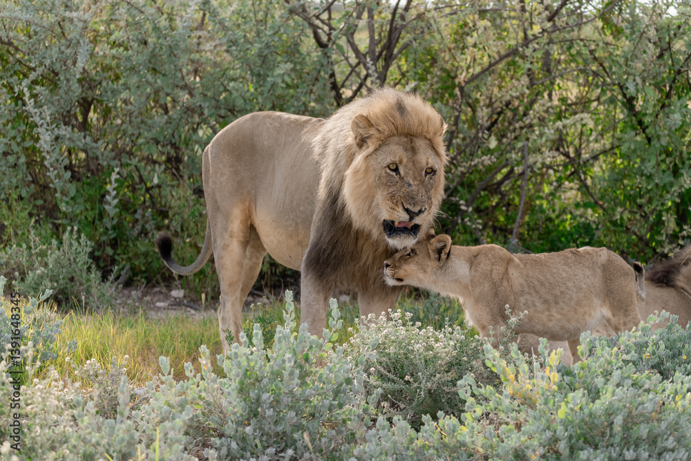Naklejka premium Lion Family with Cubs – African Wildlife - Animal of Africa