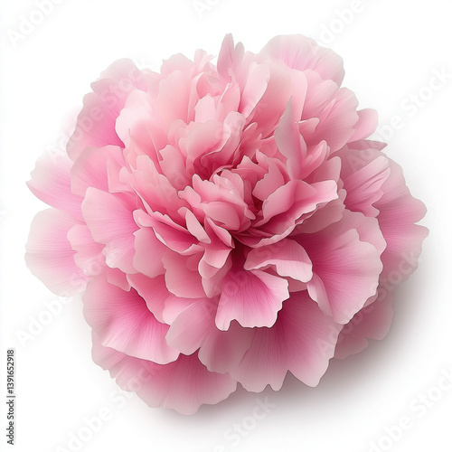 peony isolated
