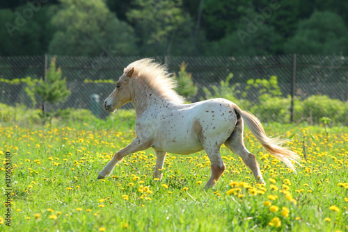 Funny palomino pony galloping in spring meadow
