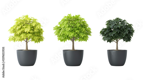 Pack of Maple Tree Plant in Pot set of Three Different Poses set Against Transparent Background for Nature, Gardening, or Seasonal Promotion Projects photo