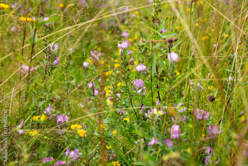 Fototapeta Naklejka Na Ścianę i Meble -  Meadow grass with flowers high in the mountains
