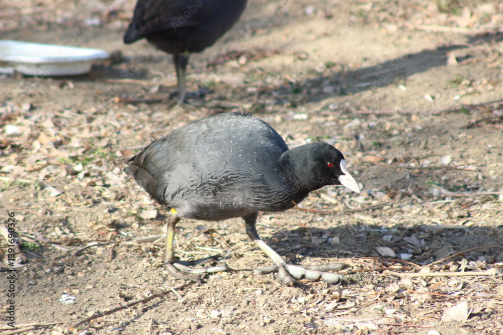 Obraz premium オオバンが佇む静寂の冬景色