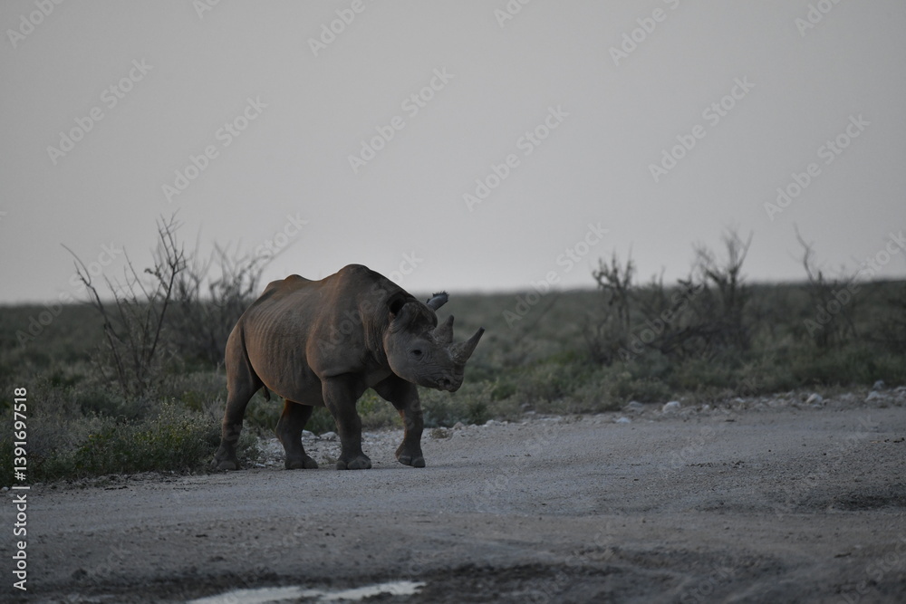Fototapeta premium Gentle Giant Grazing – White Rhino – Animal of Africa