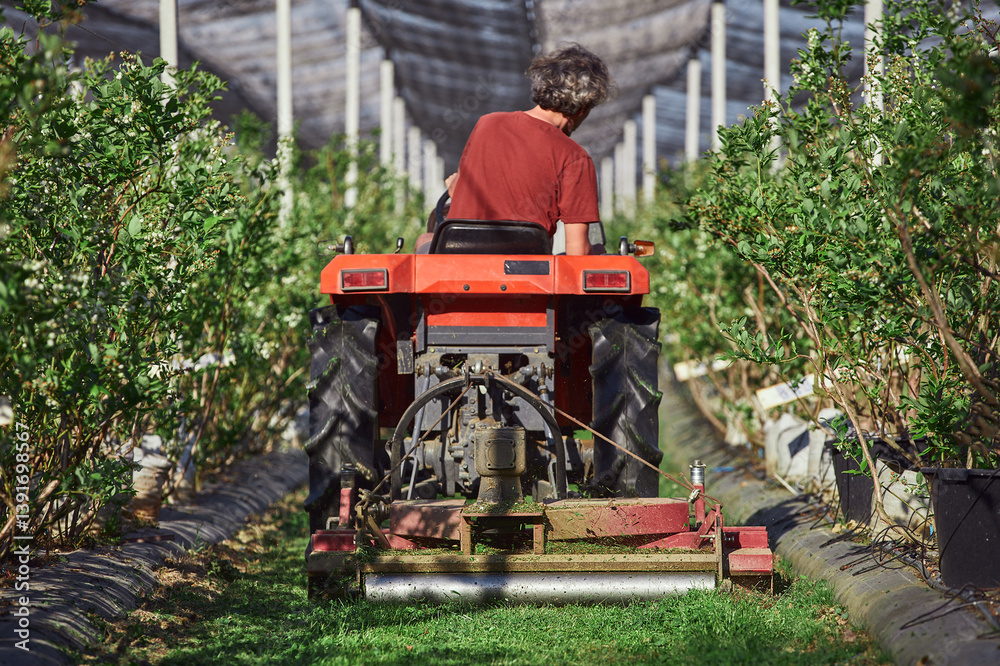 Farmer using bush hog on a tractor to cut weeds in a blueberries plant plantation.