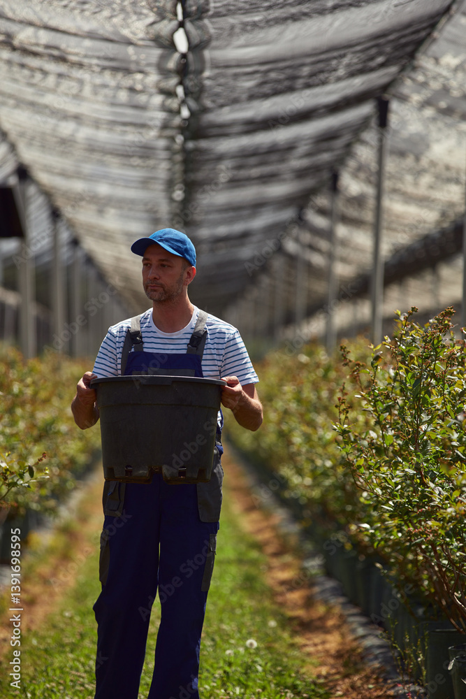 Male farmer carefully examines blueberries plants, indicating the start of the spring season in an blueberries organic farm.