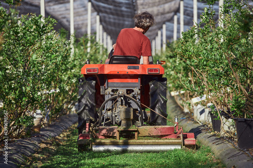 Obraz na płótnie Farmer using bush hog on a tractor to cut weeds in a blueberries plant plantation. w salonie