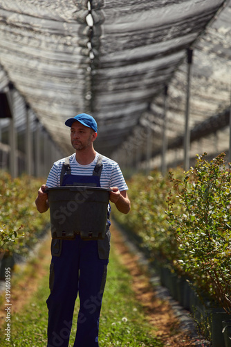 Obraz na płótnie Male farmer carefully examines blueberries plants, indicating the start of the spring season in an blueberries organic farm. w salonie