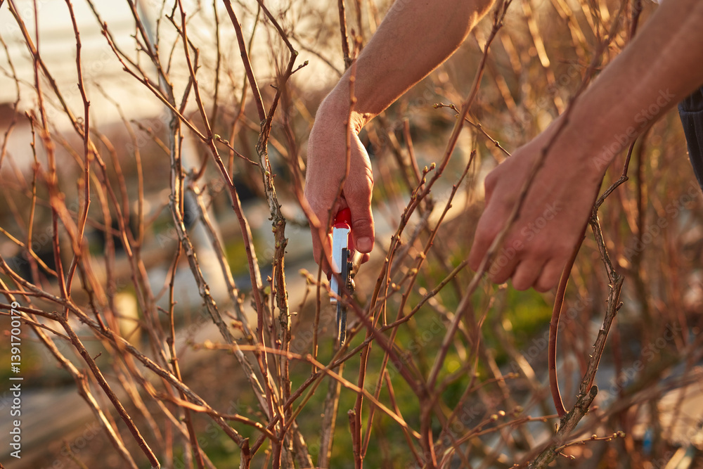 Male gardener with prunign shears working in a blueberries organic farm.