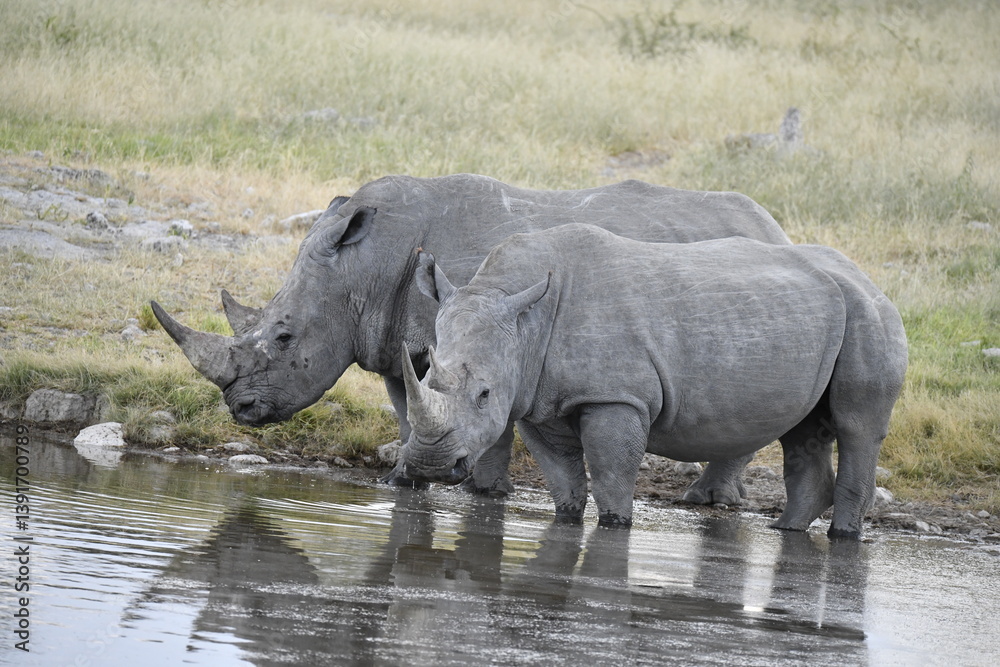 Fototapeta premium Gentle Giant Grazing – White Rhino – Animal of Africa