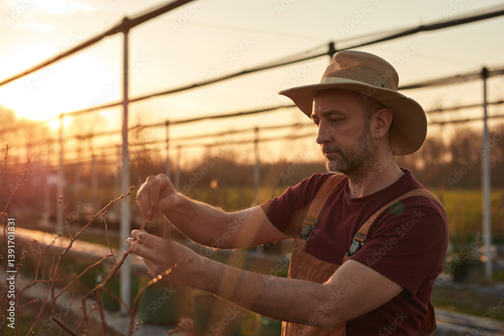 Male gardener with hat working in a blueberries organic farm.