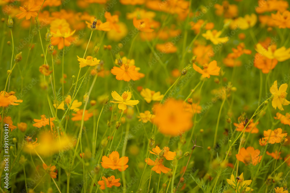The beauty of yellow and orange cosmos flowers on a sunny day early in the year in a garden in Lopburi province.
The beauty of yellow and orange cosmos flowers on a sunny day early in the year in a garden in Lopburi province.