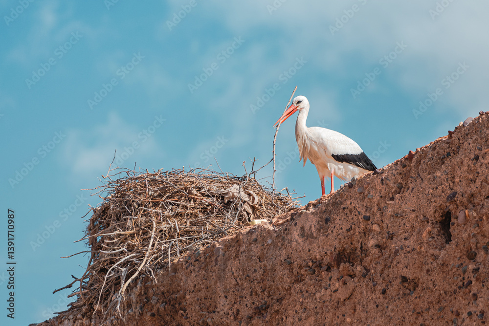 White stork holding a twig in its beak, standing on a cliff edge by its nest, against a blue sky