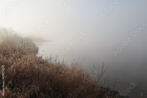 foggy morning with ducks