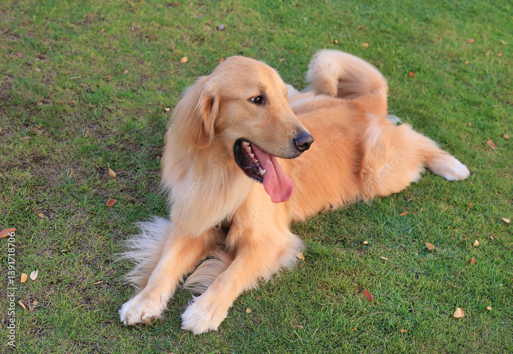 Portrait Golden retriever sitting on lawn in the garden.