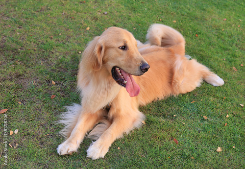 Obraz na płótnie Portrait Golden retriever sitting on lawn in the garden. w salonie