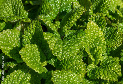 Young lemon balm (Melissa officinalis) leaves in spring