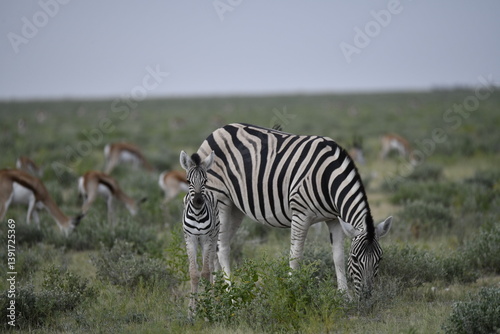 zebra in wild savannah, Animal of africa