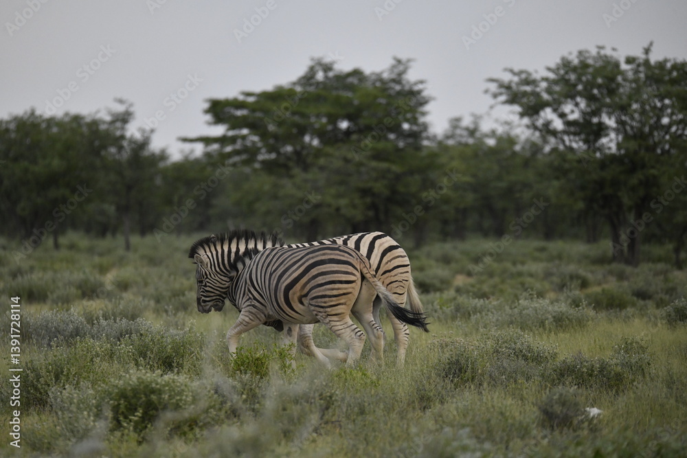 Obraz premium zebra in wild savannah, Animal of africa