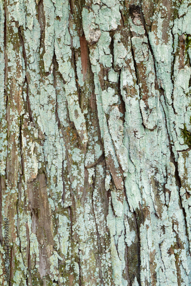 Obraz premium 柿の木の表面に付着している乾燥した地衣類