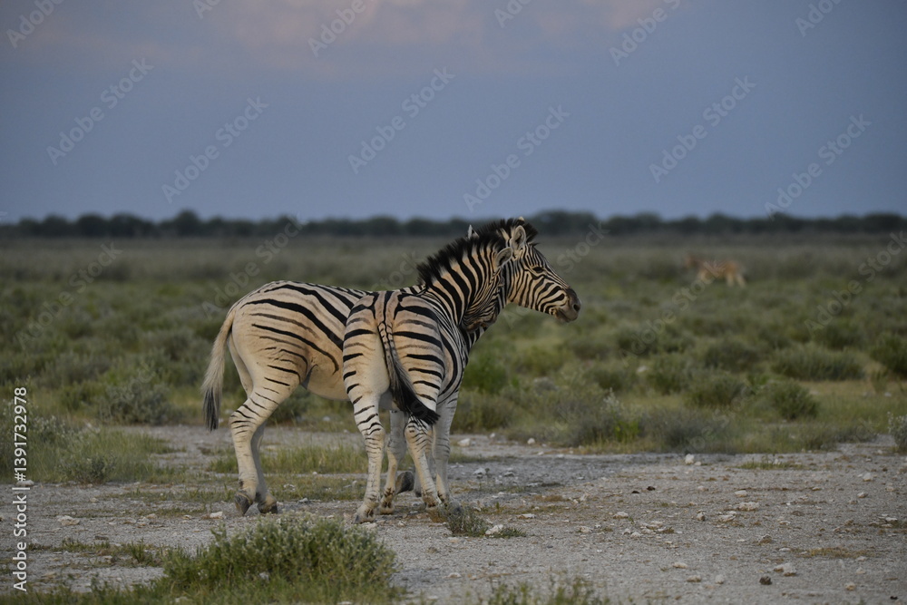 Naklejka premium zebra in wild savannah, Animal of africa