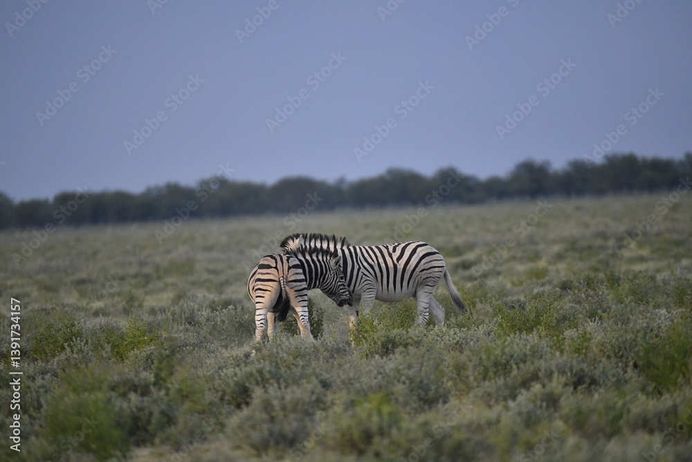 Obraz premium zebra in wild savannah, Animal of africa