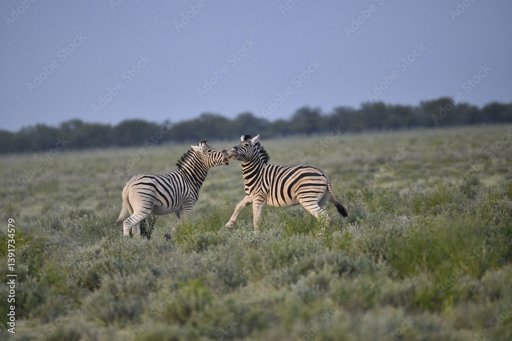 Fototapeta premium zebra in wild savannah, Animal of africa
