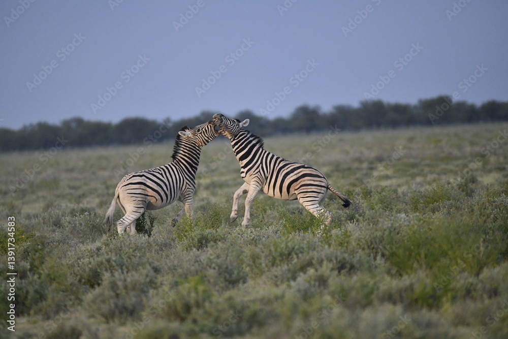 Obraz premium zebra in wild savannah, Animal of africa
