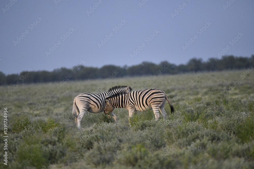 Obraz premium zebra in wild savannah, Animal of africa