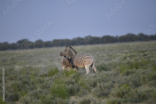 zebra in wild savannah, Animal of africa
