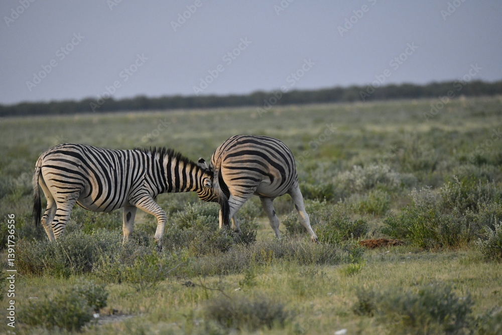 Obraz premium zebra in wild savannah, Animal of africa