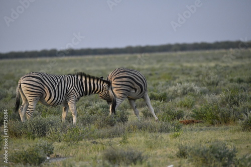 zebra in wild savannah, Animal of africa