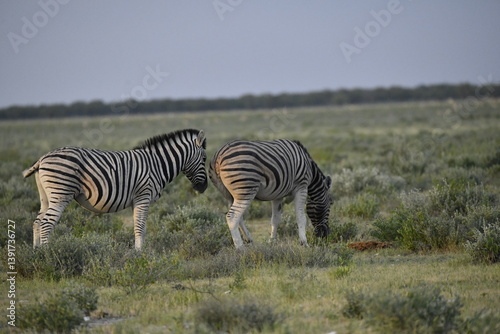 zebra in wild savannah, Animal of africa