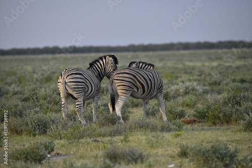 zebra in wild savannah, Animal of africa