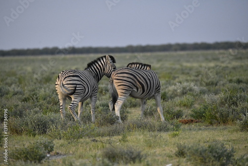 zebra in wild savannah, Animal of africa